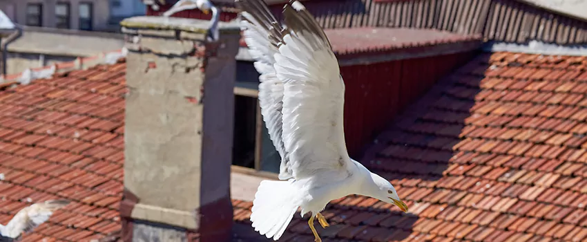 Residential Chimney Animal Removal Solution in Front Royal, VA