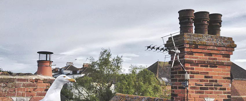 Chimney Cleaning And Restoration in Front Royal, Virginia